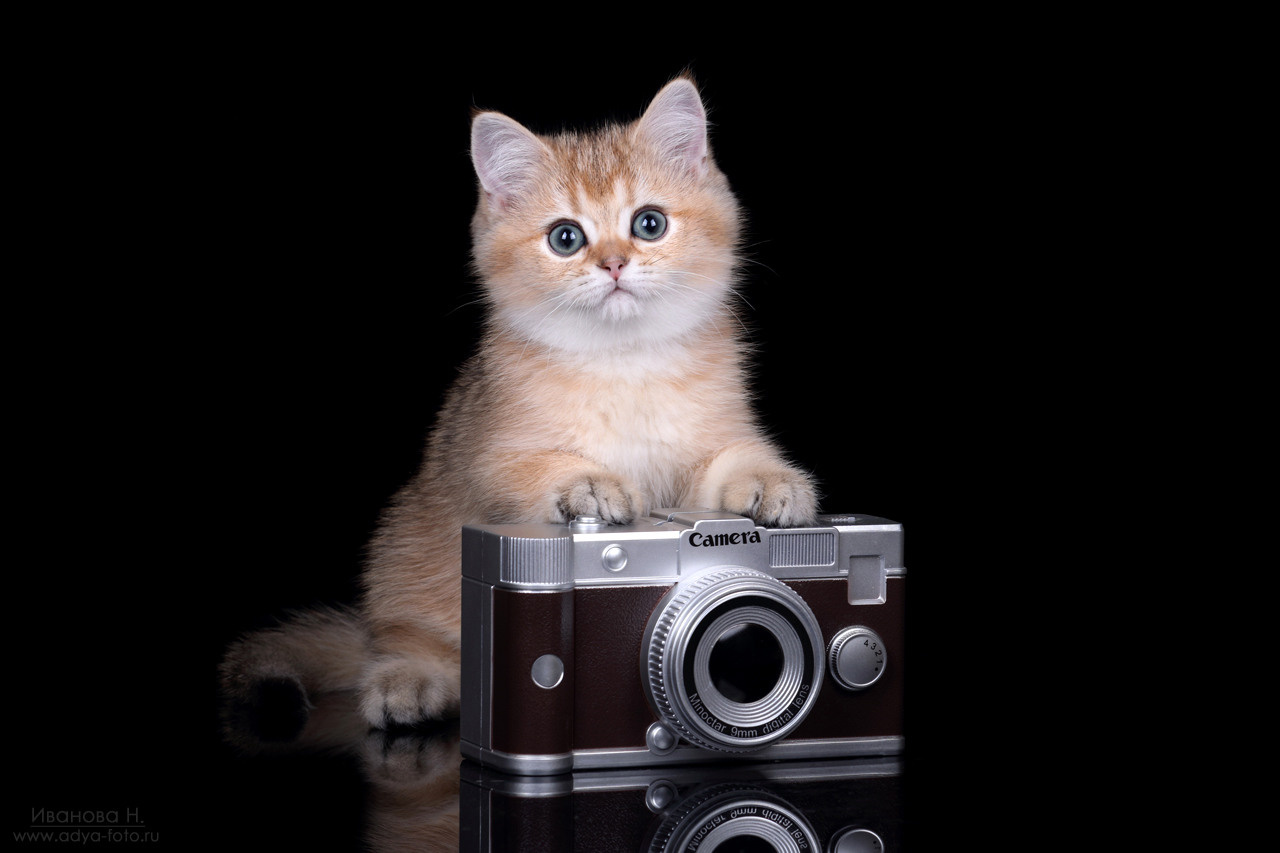 Контакты. Профессиональная фотосъемка домашних животных в Санкт-Петербурге. Фото
