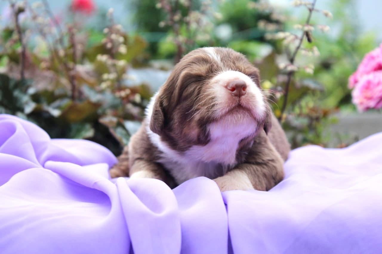 Щенки австралийской овчарки. Питомник собак Westerly Wind Москва и МО