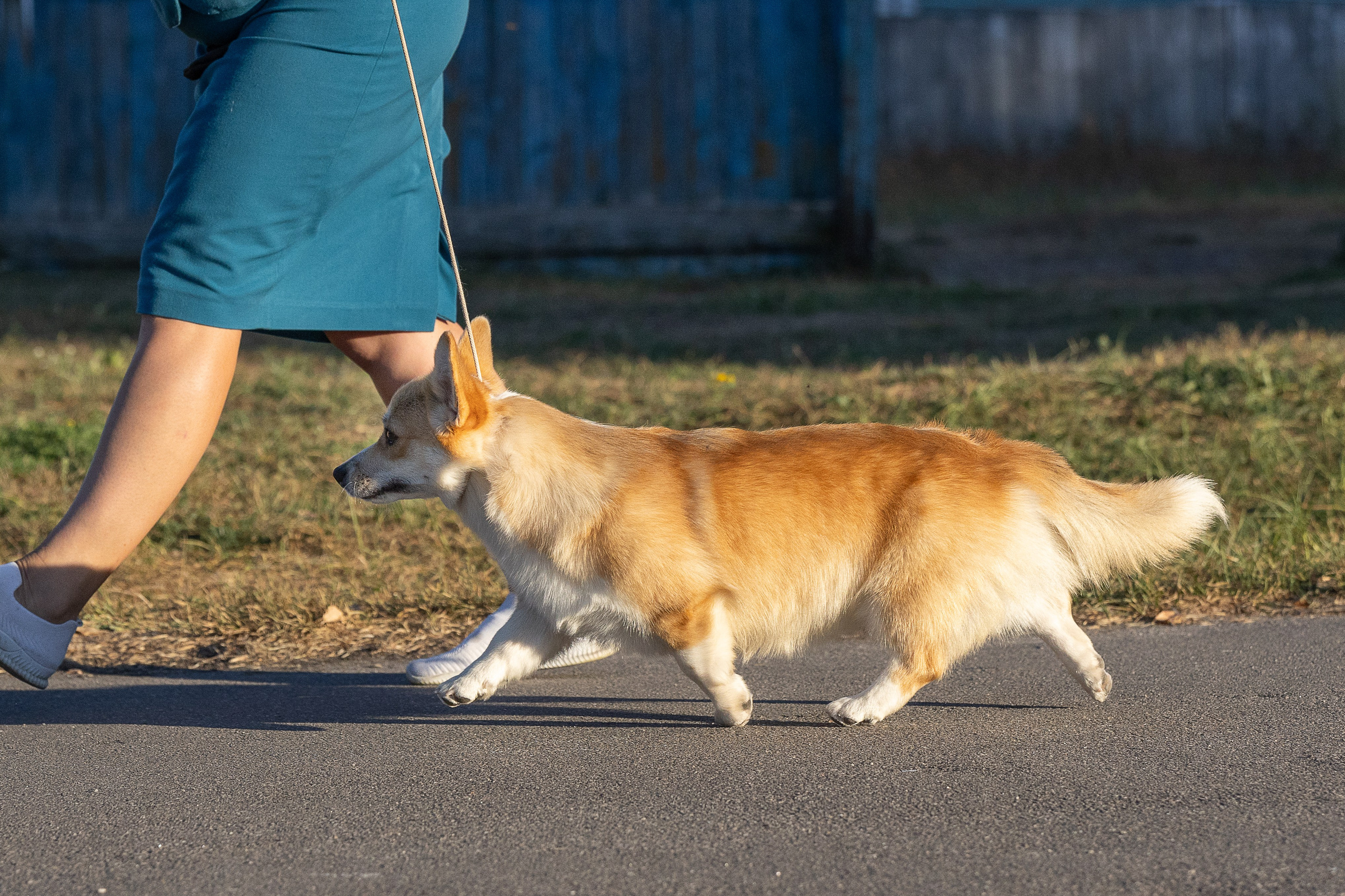 Вельш корги пемброк. Купить щенка Вельш-корги-кардиган в семейном питомнике — Ice Fantasy
