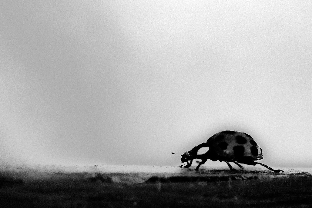 Portfolio. Portrait photographer based in Toronto — Blinova Mariia