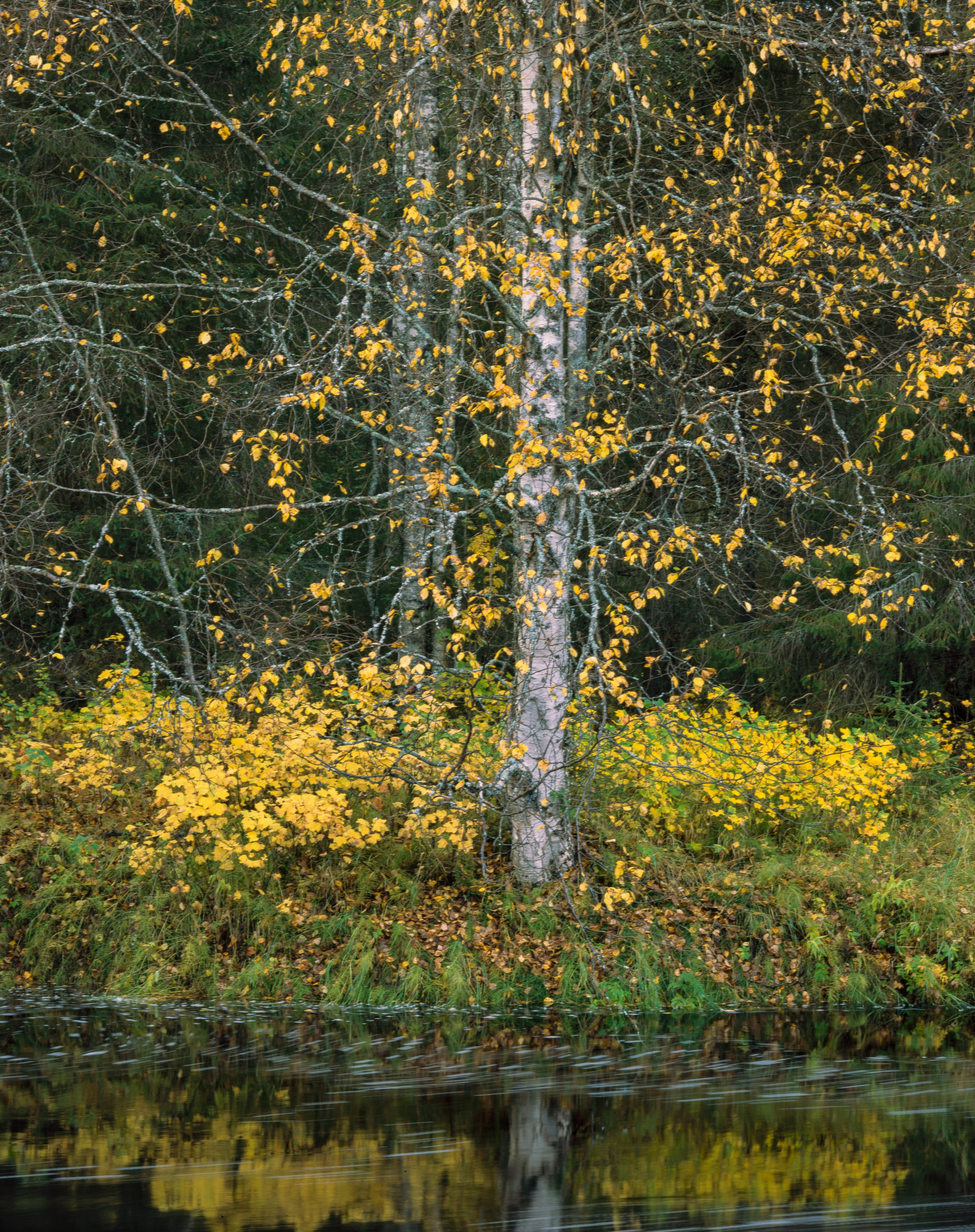 A remarkable day. Northern Nights