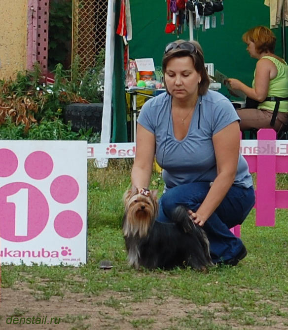 2013 г Результаты выставок. Питомник Йоркширских терьеров Дэнстайл в Санкт-Петербурге заводчик Тих