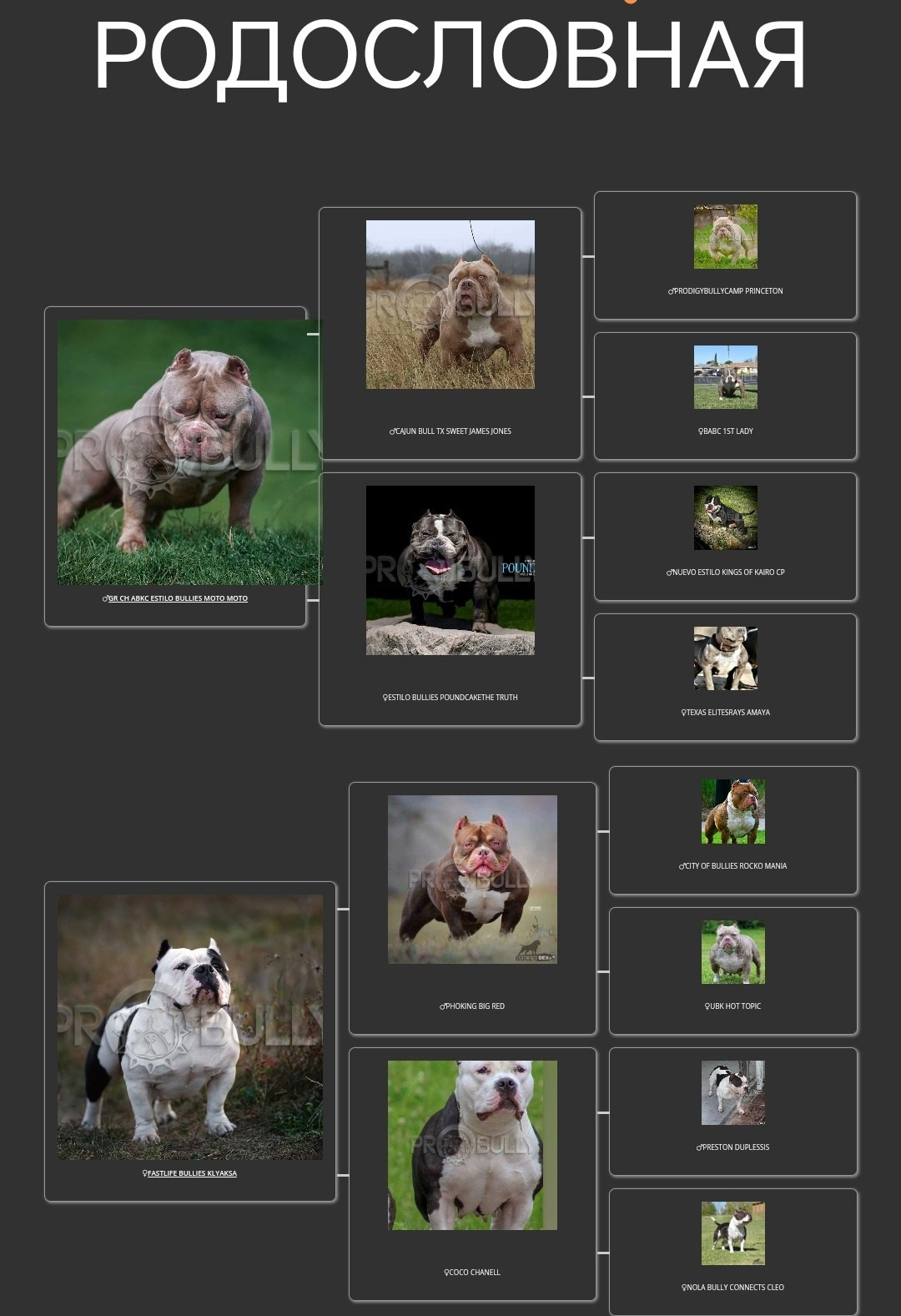 Купить щенка булли стандарт из питомника в Сочи
