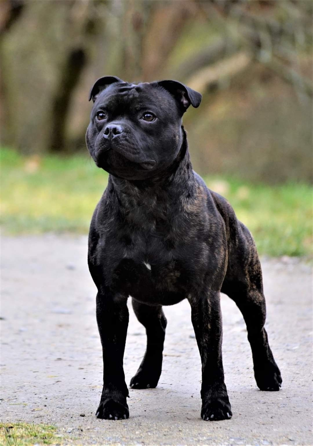 Тсахик. BLGKV питомник собак