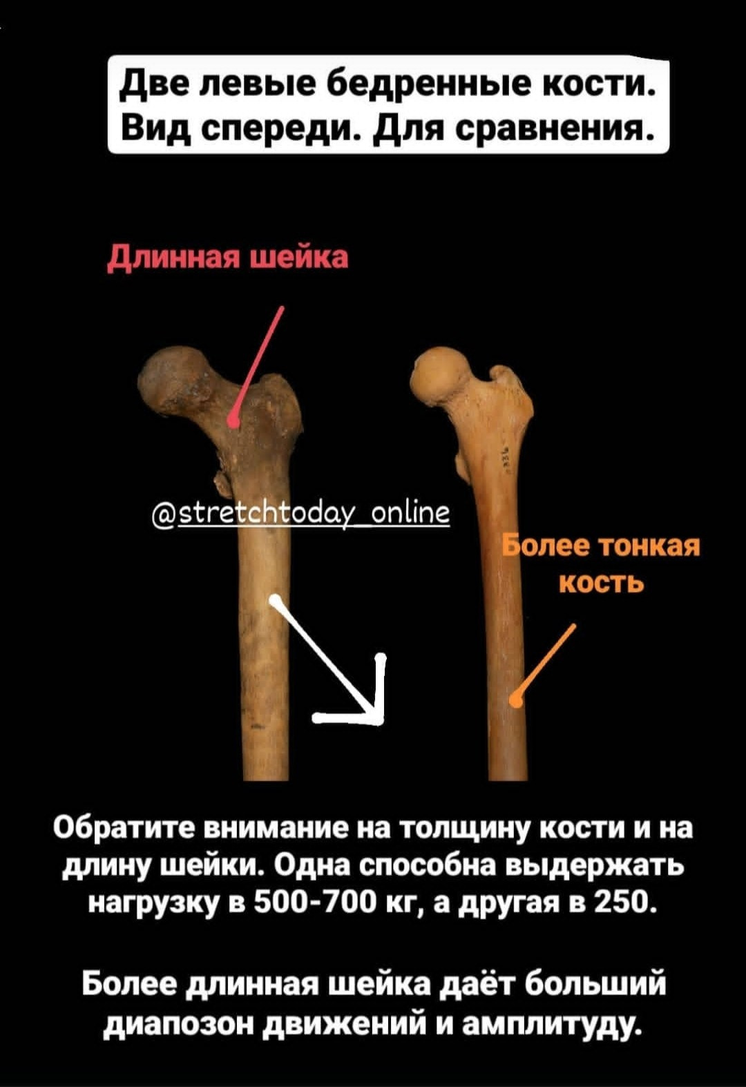 Анатомия растяжки. Уроки стретчинга для взрослых