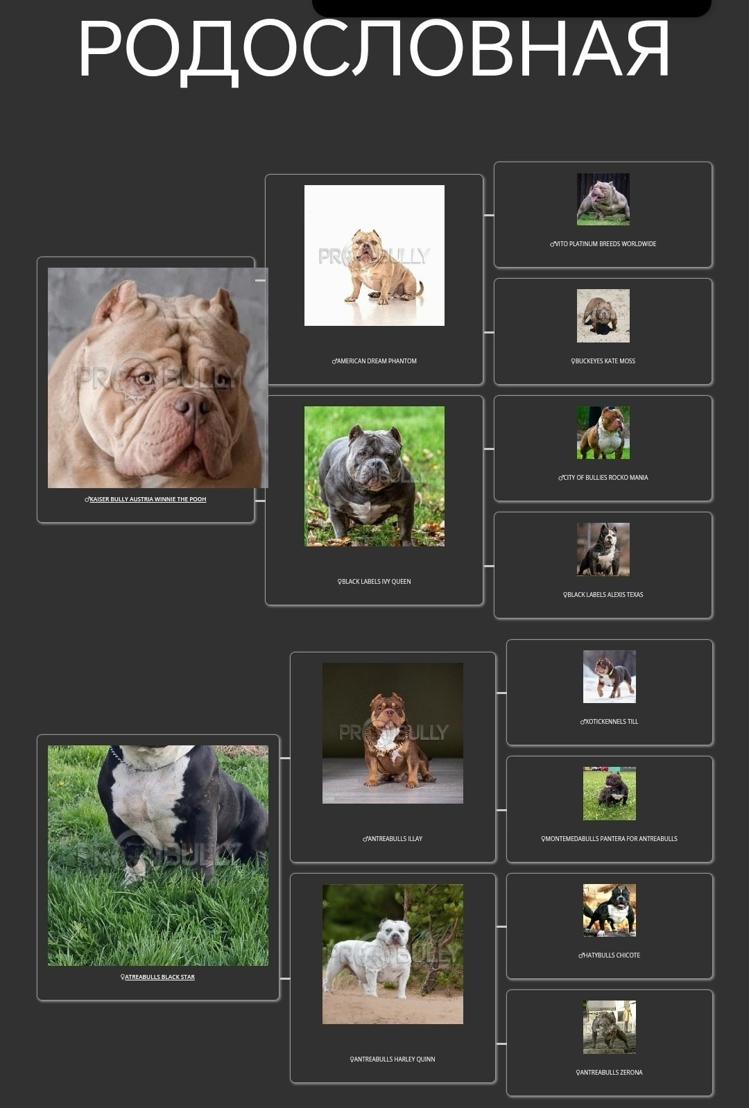 официальный питомник американских  булли в Адыгее 