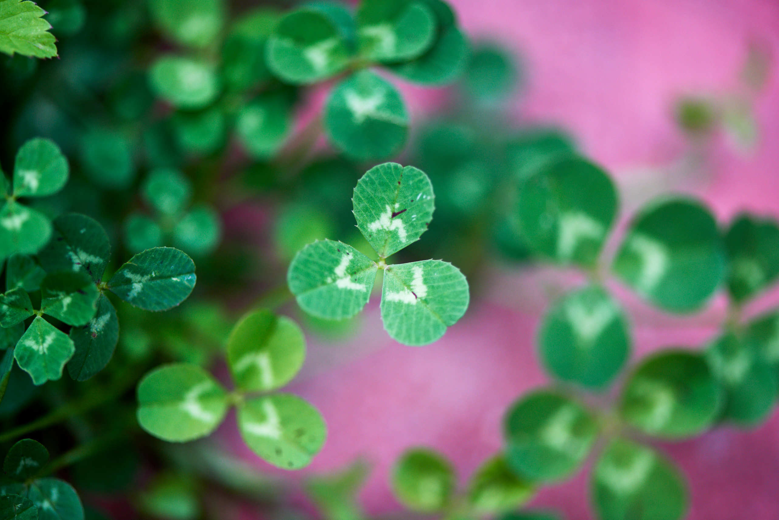 Roses. Nature and macro photography by Elena Zhukova