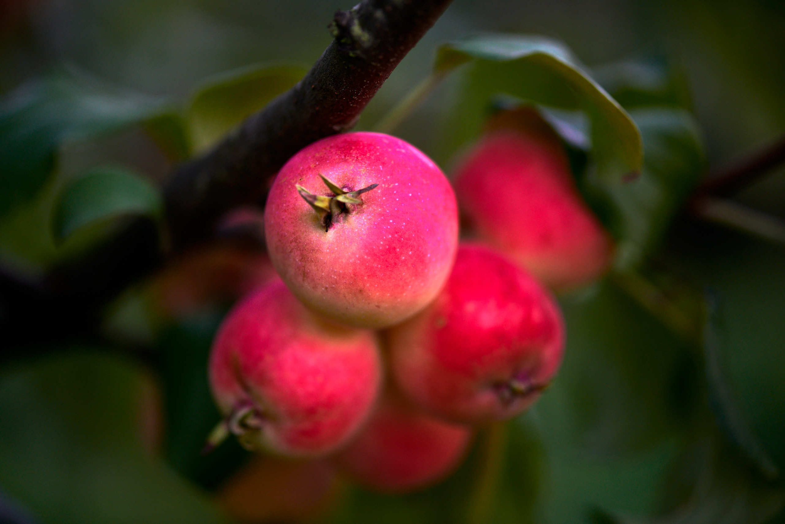 Flowers. Nature and macro photography by Elena Zhukova