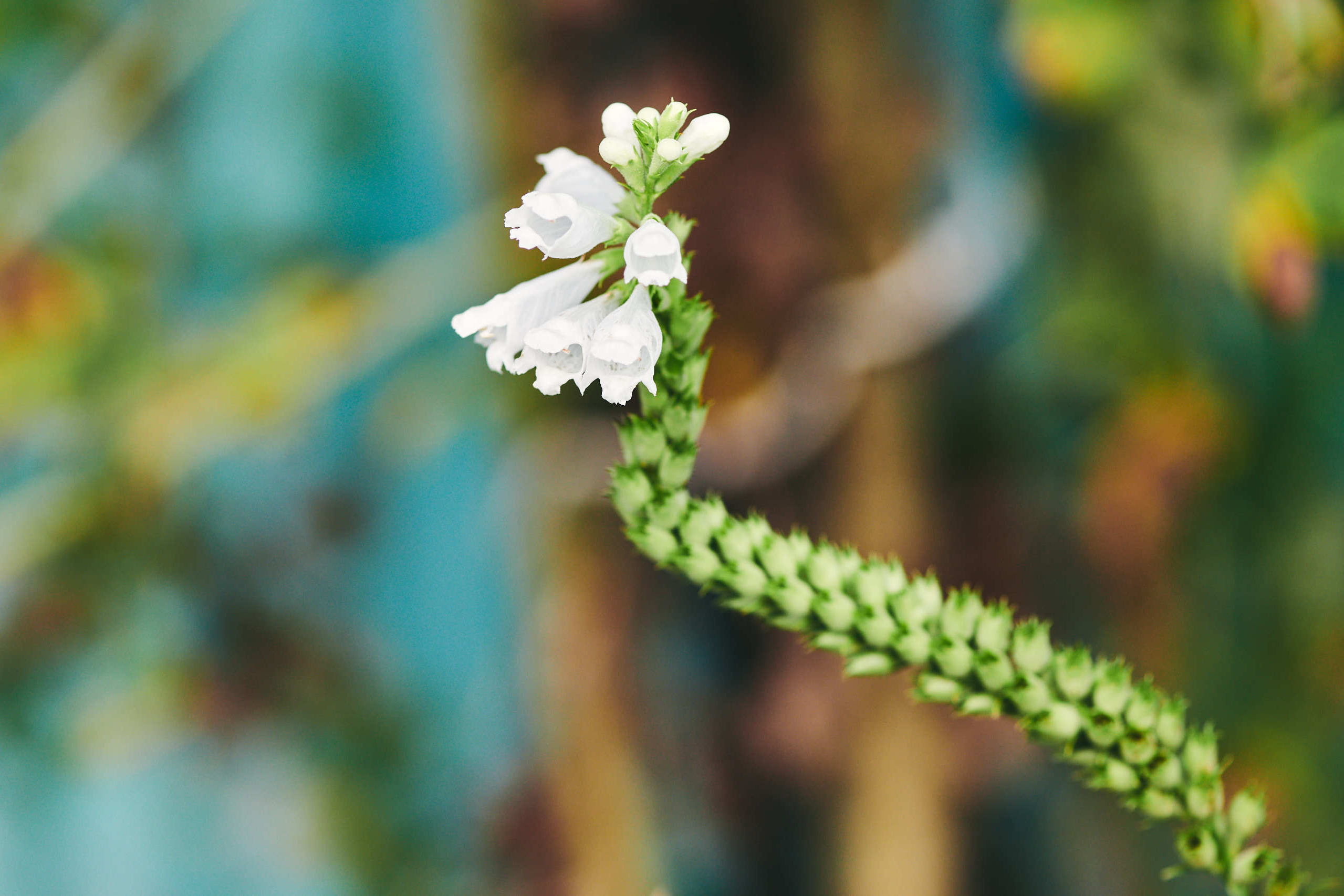 Leaves. Nature and macro photography by Elena Zhukova
