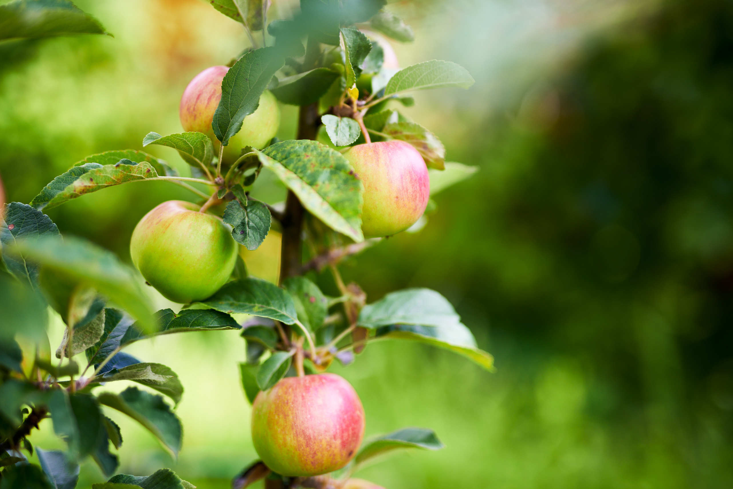Small world. Nature and macro photography by Elena Zhukova