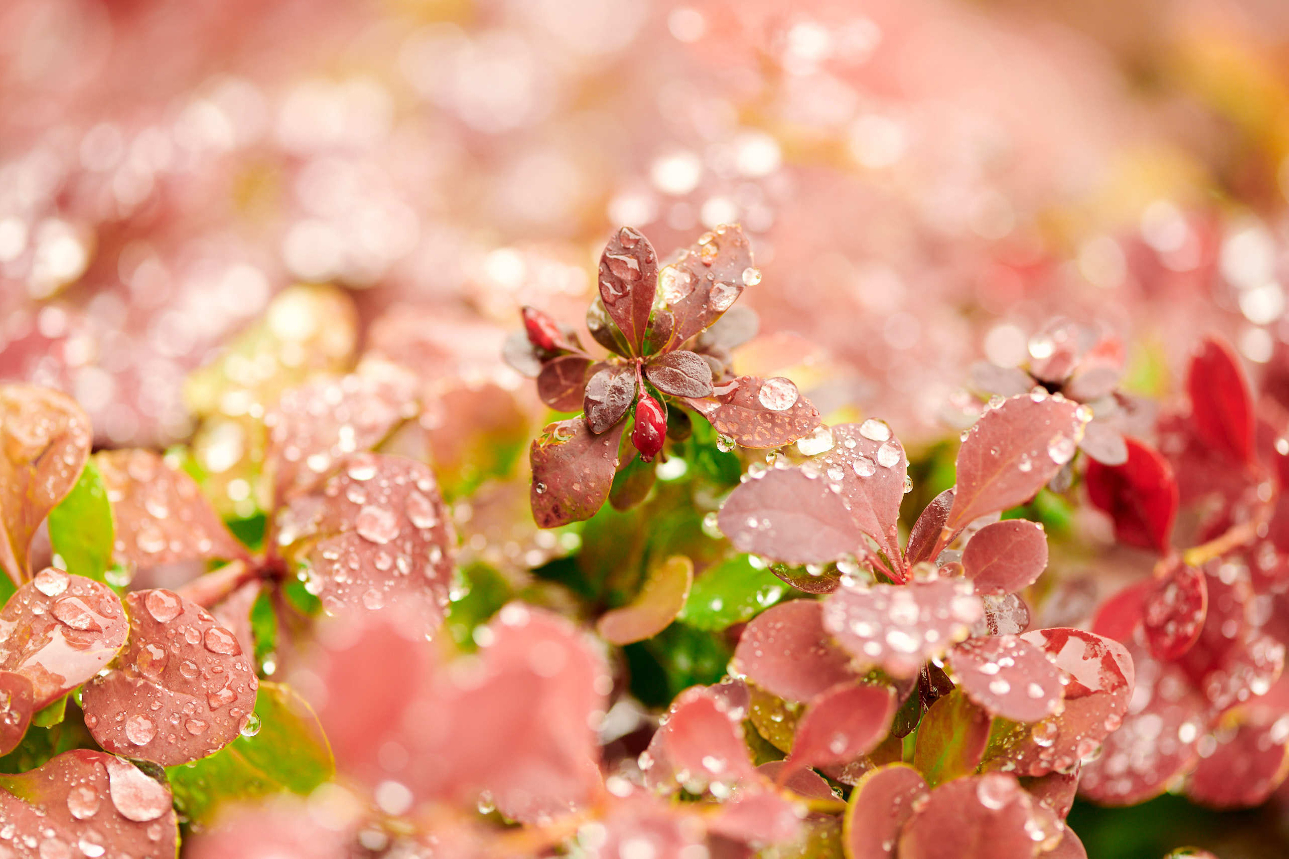 Small world. Nature and macro photography by Elena Zhukova