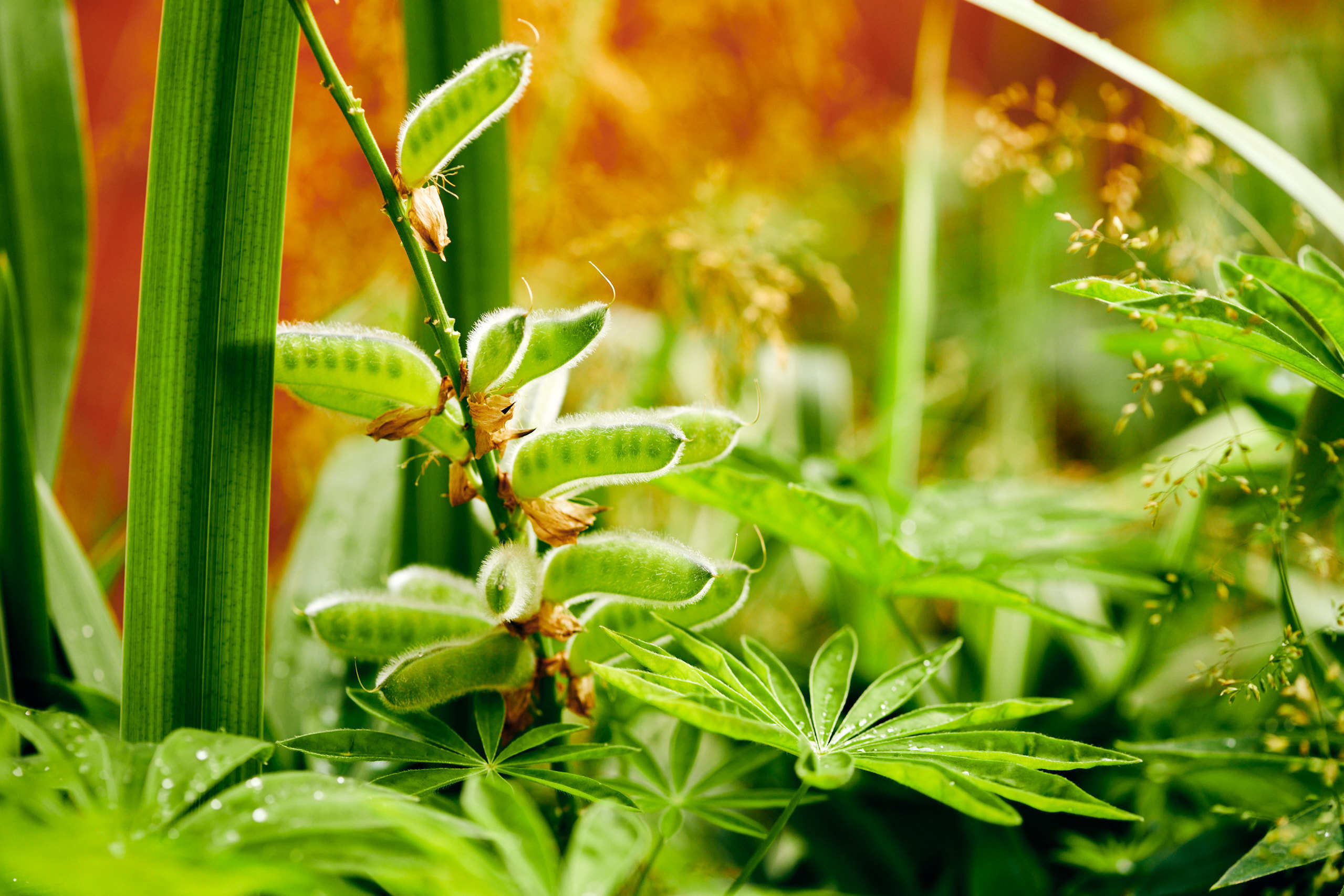 Harvest. Nature and macro photography by Elena Zhukova