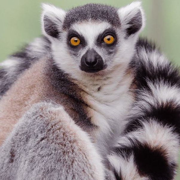 Более 50 видов животных и млекопитающих в зоопарке «Лесная Братва». Капибара, тапир, альпака, мохнатая корова, верблюд. Зоопарк уникальных животных Лесная братва