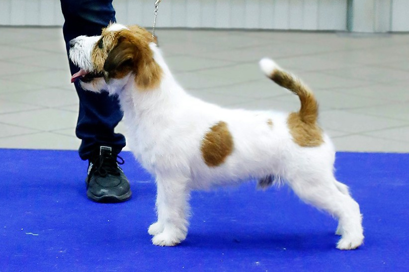АРХИВ ПОМЕТОВ. Щенки джек рассел терьера, питомник РКФ, питомник джек рассел терьеров, питомник Порт Фортис, kennel PORT FORTIS