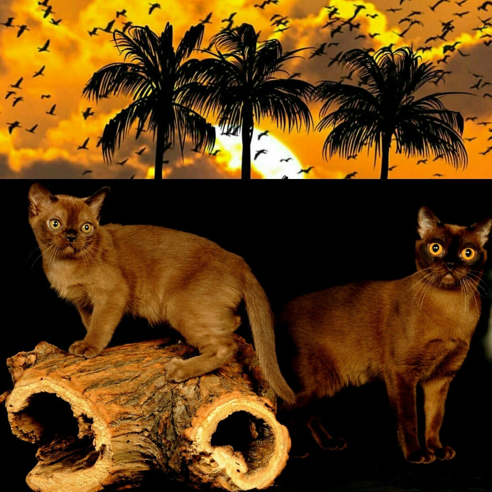 Котёнок американской бурмы. Las Burmas — питомник американской бурмы традиционных линий