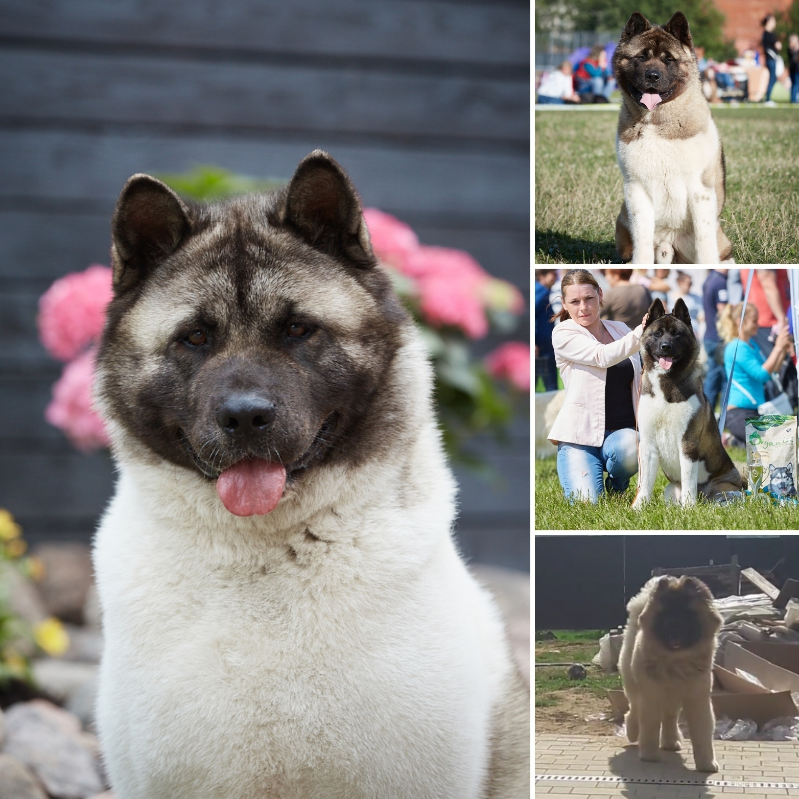 Новости питомника RUBYLIGHT, американская акита. Американская акита I Сиба ину I Питомник RUBYLIGHT