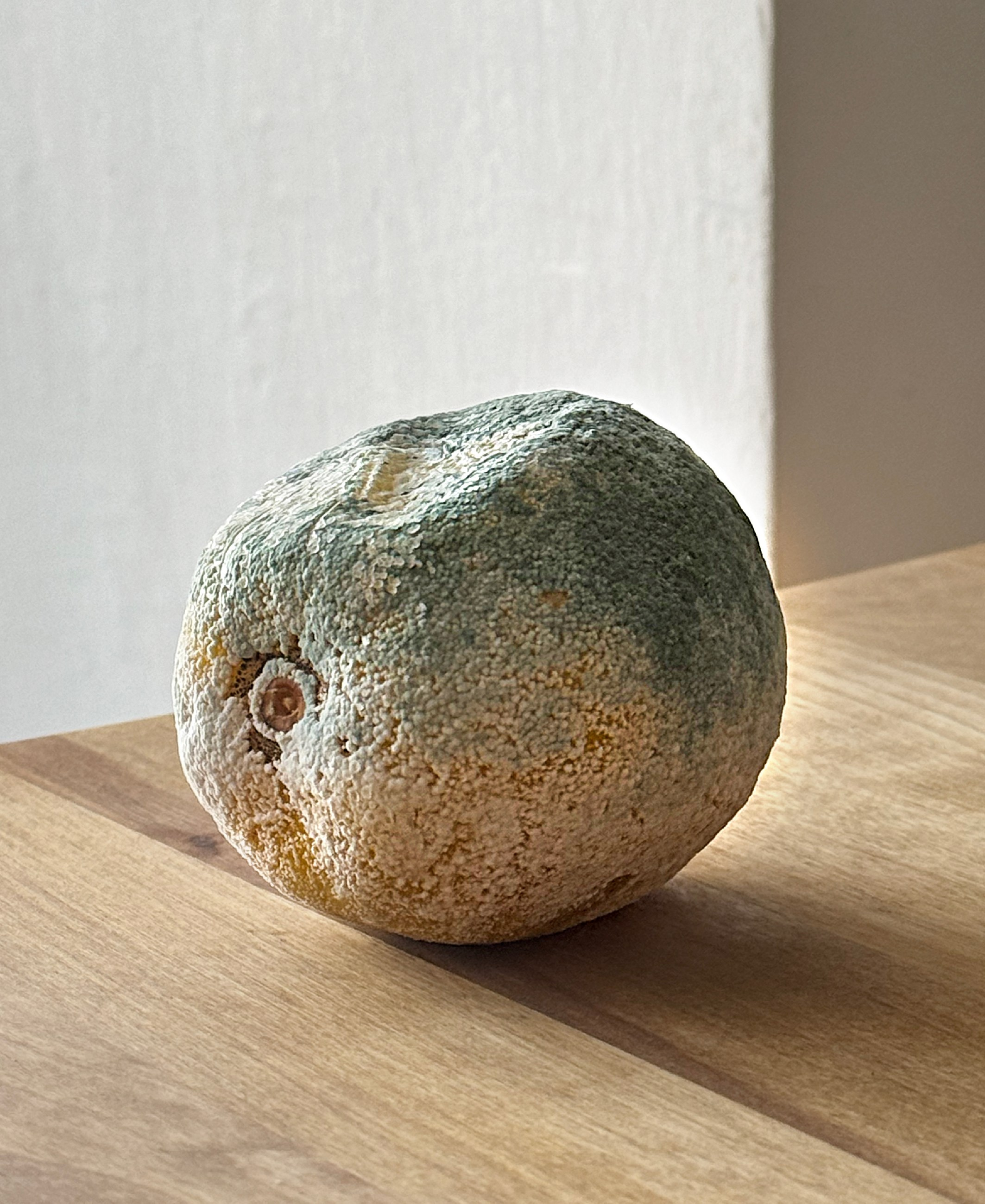 ✿ Primavera / Still life SHOP. Elena Anosova is an award-winning visual artist