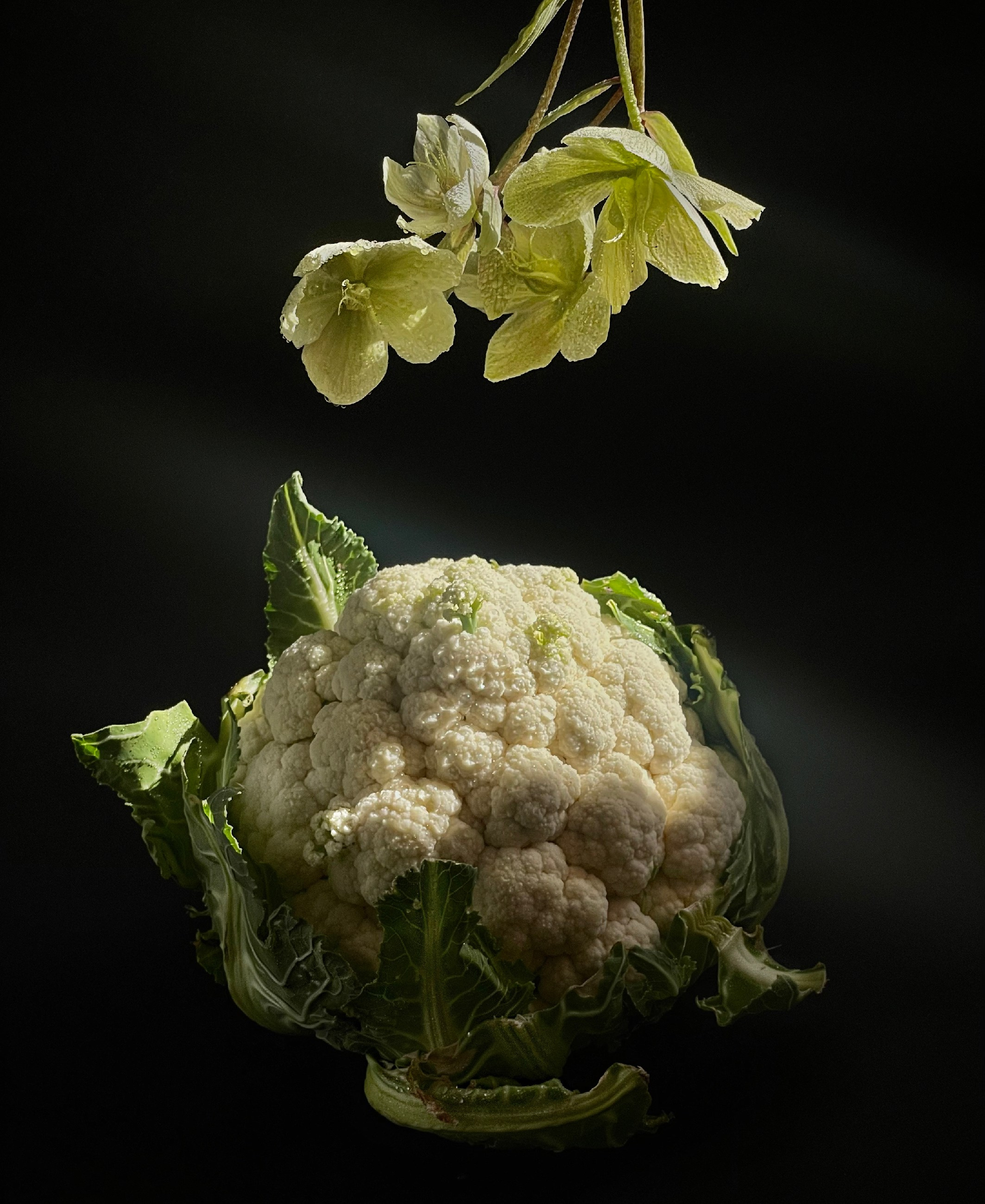 ✿ Primavera / Still life SHOP. Elena Anosova is an award-winning visual artist