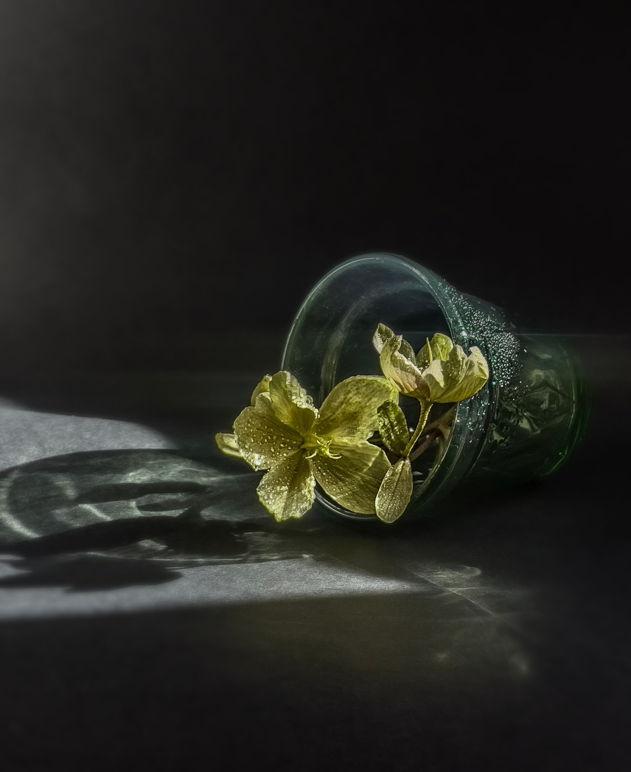 ✿ Primavera / Still life SHOP. Elena Anosova is an award-winning visual artist