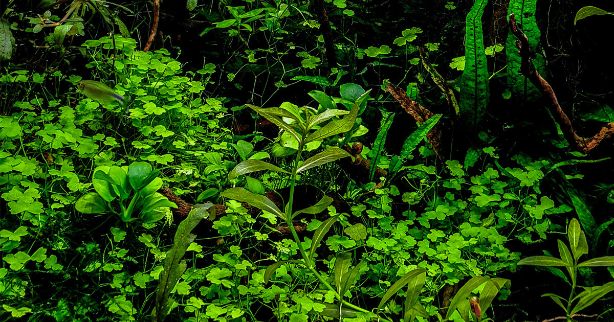 Аквариумное растение для начинающих — щитолистник трёхраздельный. Home