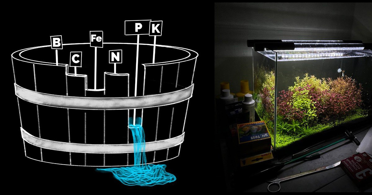 Бочка Либиха в растительном аквариуме. Аквариумист Максим Ерёмин. Aqua Maxim
