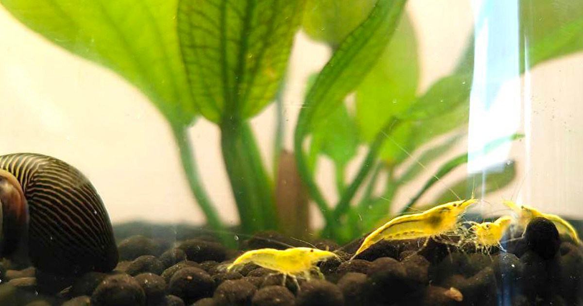 Креветки и глутаровый альдегид (сайдекс). Home