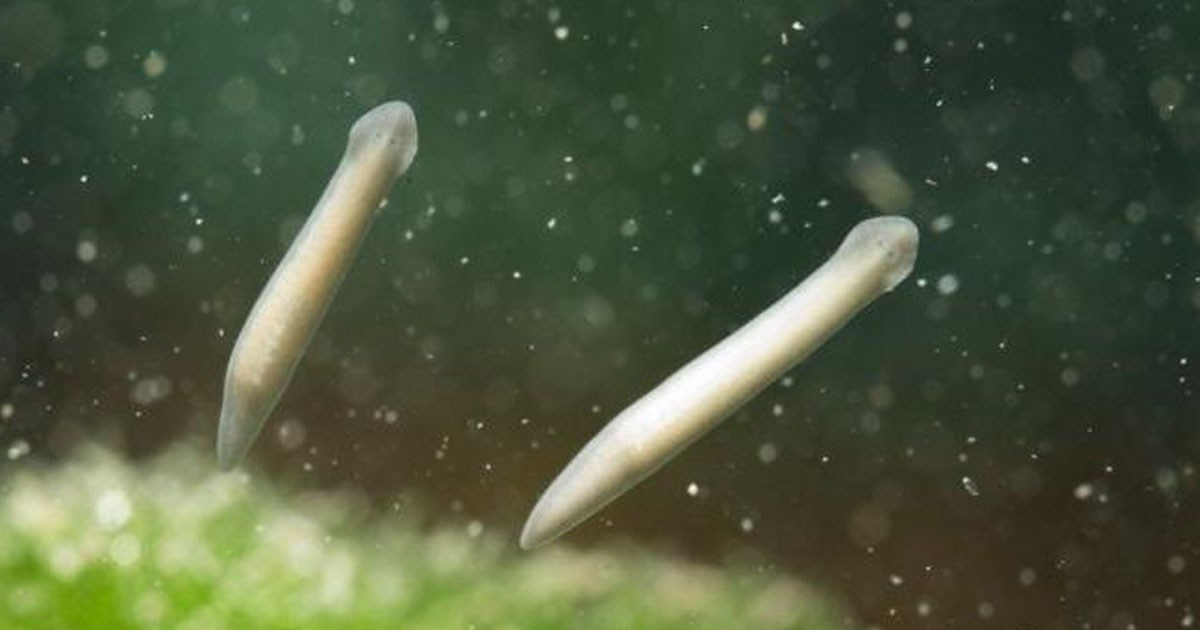 Планарии в морском аквариуме. Аквариумист Максим Ерёмин. Aqua Maxim