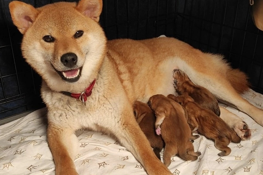 Питомник сиба Санкт-Петербург щенки сиба питомник Рубилайт Rubylight купить щенка