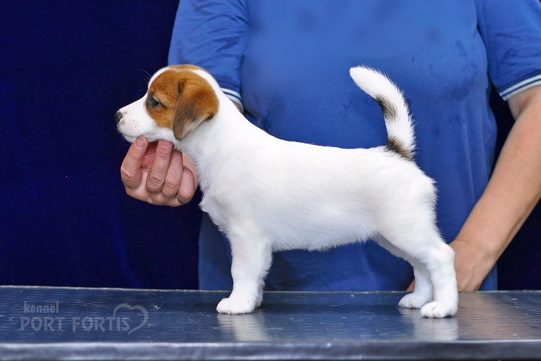 2026 Litter C (K). Щенки джек рассел терьера, питомник РКФ, питомник джек рассел терьеров, питомник Порт Фортис, kennel PORT FORTIS