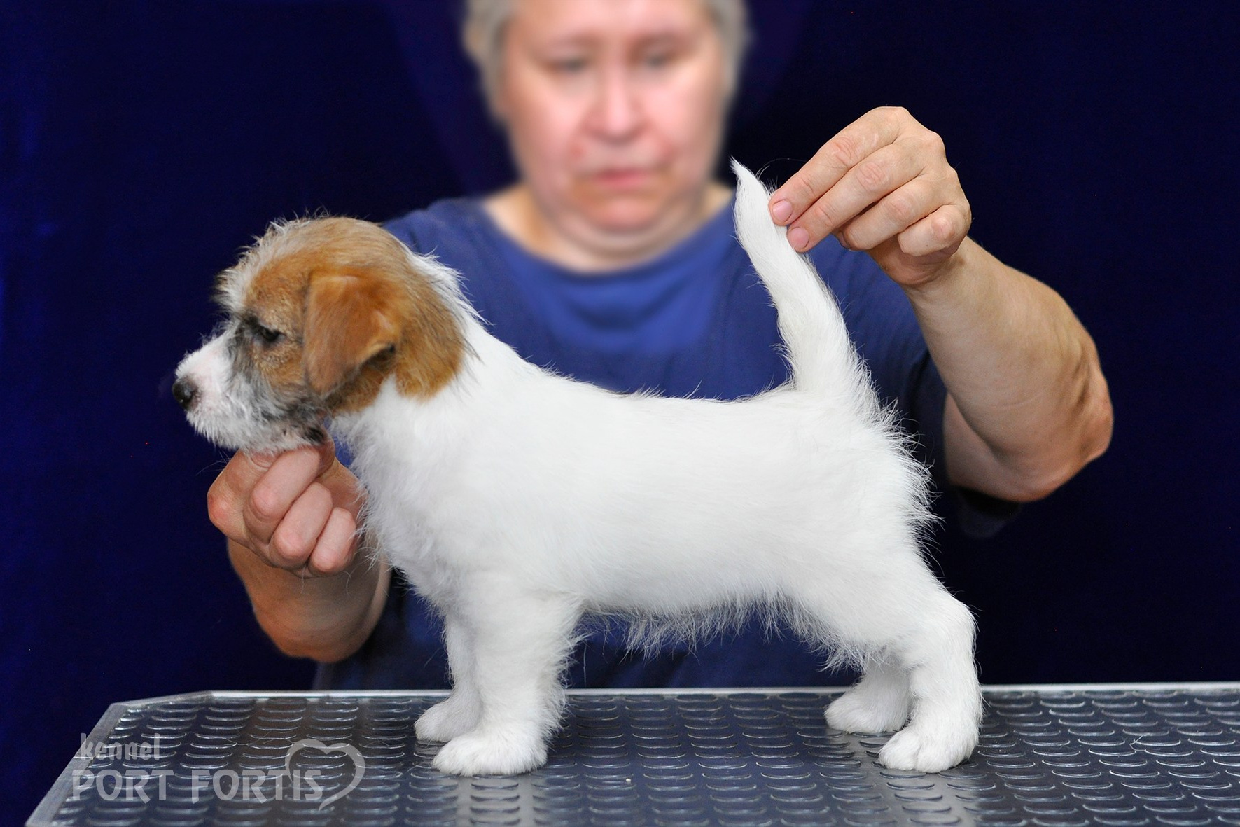 2026 Litter H. Щенки джек рассел терьера, питомник РКФ, питомник джек рассел терьеров, питомник Порт Фортис, kennel PORT FORTIS