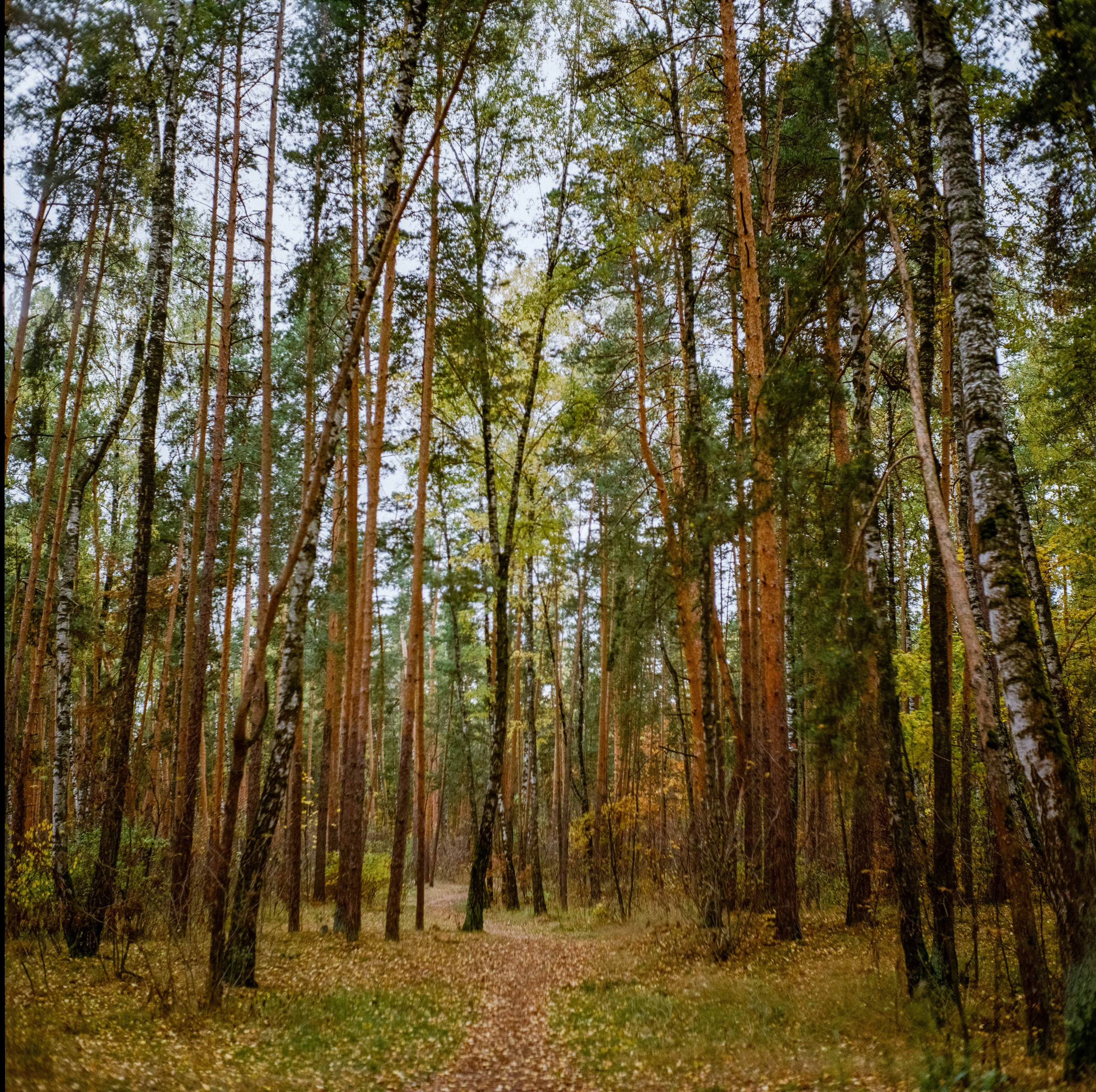 Фотография на средний формат