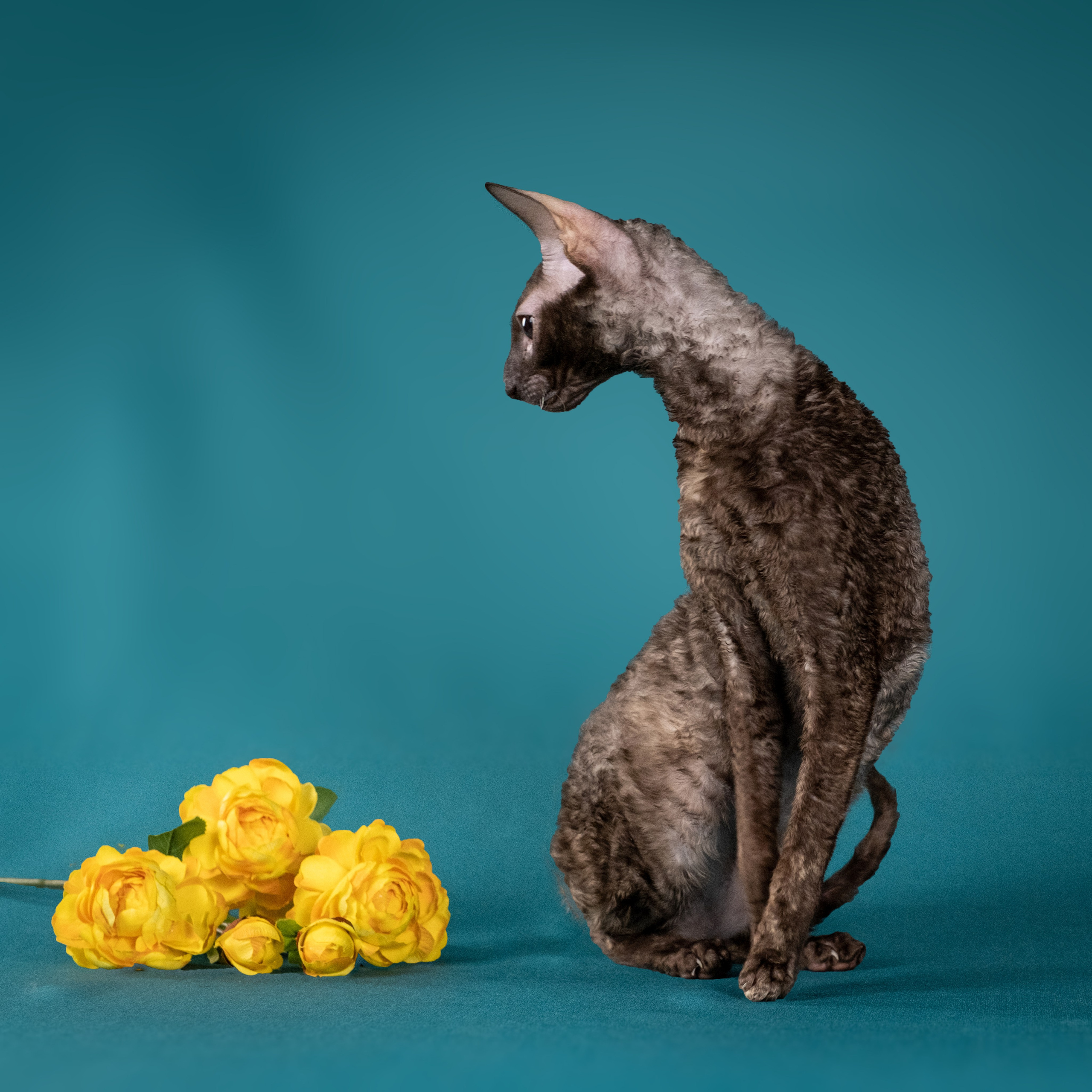 Зоофотограф, фотограф животных в Москве и области Дина Дамоцева