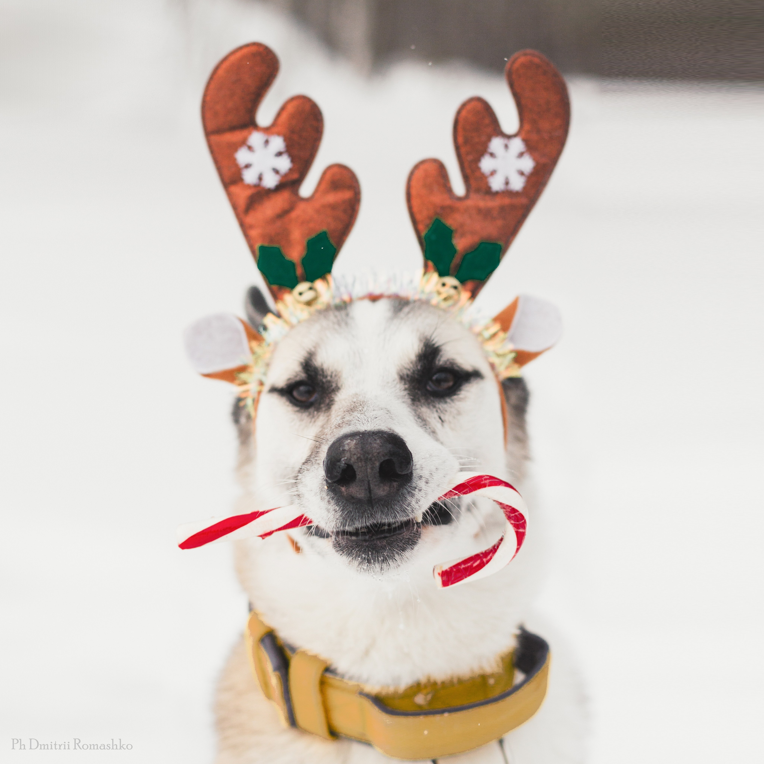 Фотограф Дмитрий Ромашко