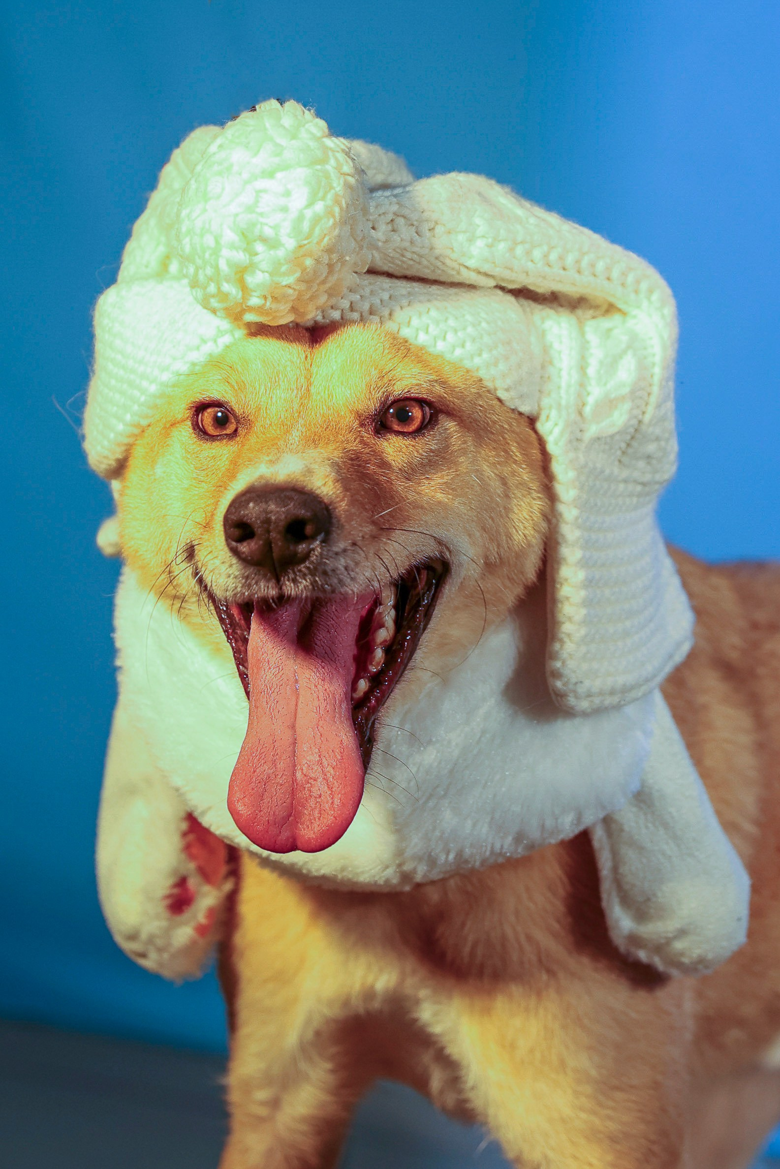 Приют четвероногий АНГЕЛ. Фотограф 📸 семейный, предметный, репортажный