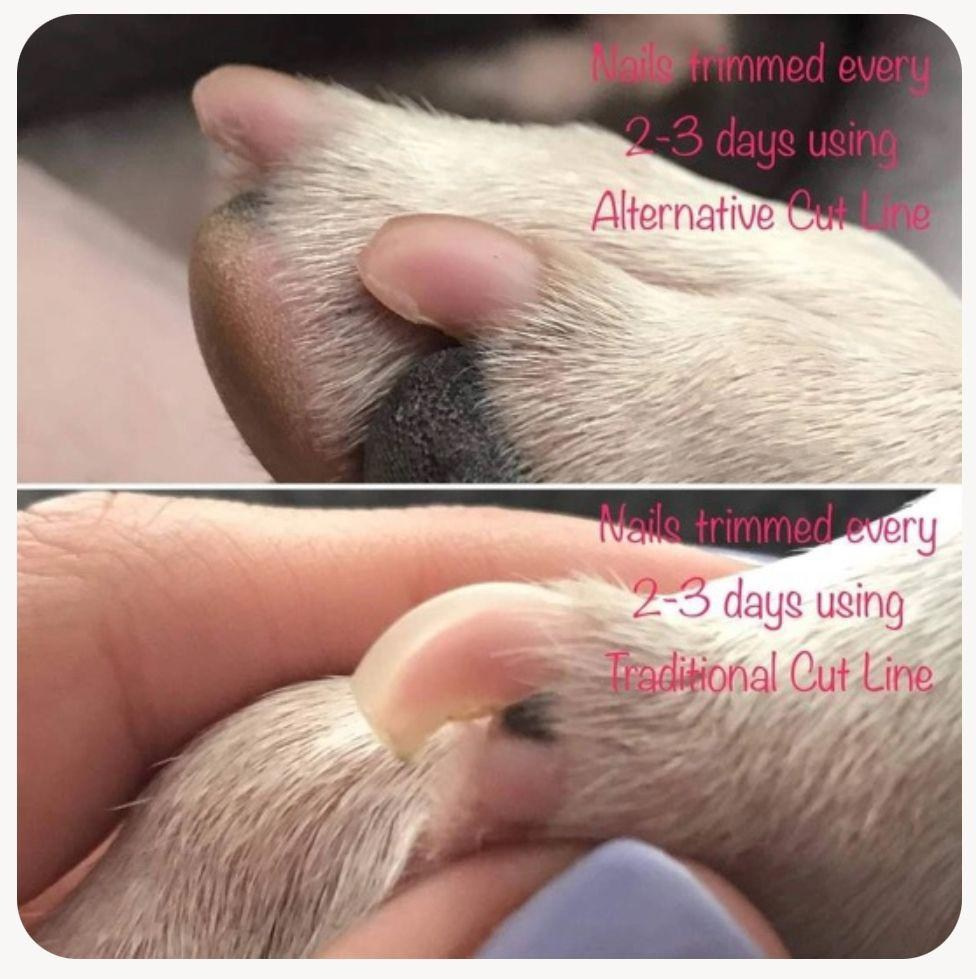 ✅ Стрижка когтей. ПИТОМНИК СОБАК ПОРОДЫ АМЕРИКАНСКИЙ БУЛЛИ