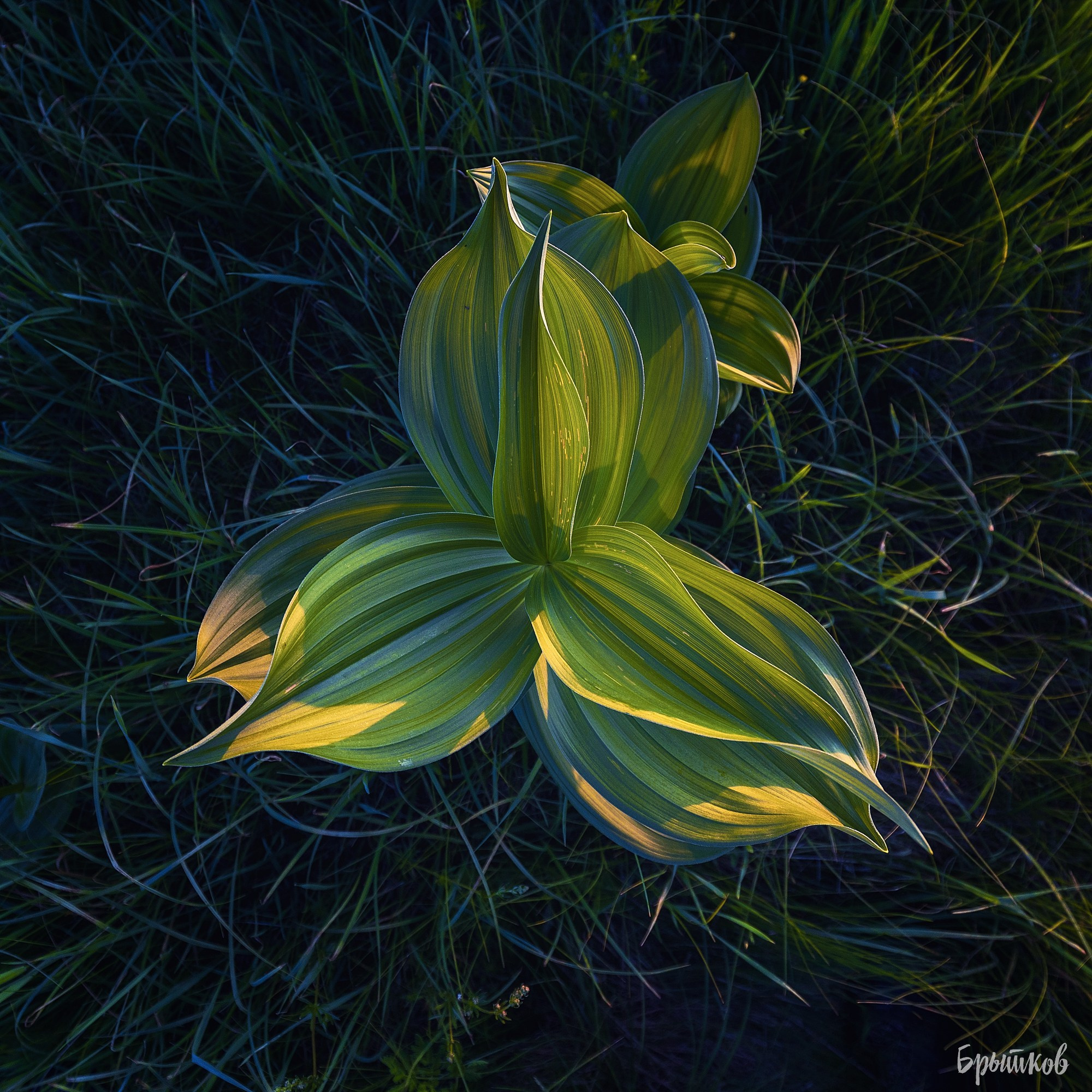 Чемерица Лобеля. Николай Брытков — фотограф в Туле