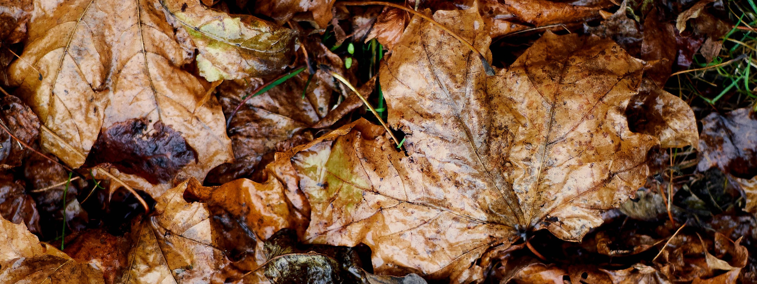 Autumn isn’t about endings. Reportage event photographer in Moscow Alexander Gladkiy