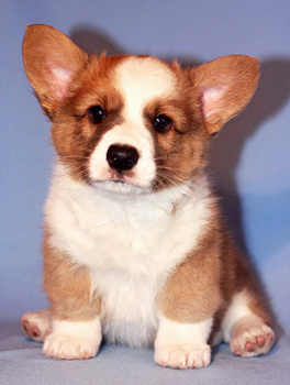 Племенная книга питомника Ice Fantasy. Ice Fantasy kennel: professional breeding of Siberian huskies and wels