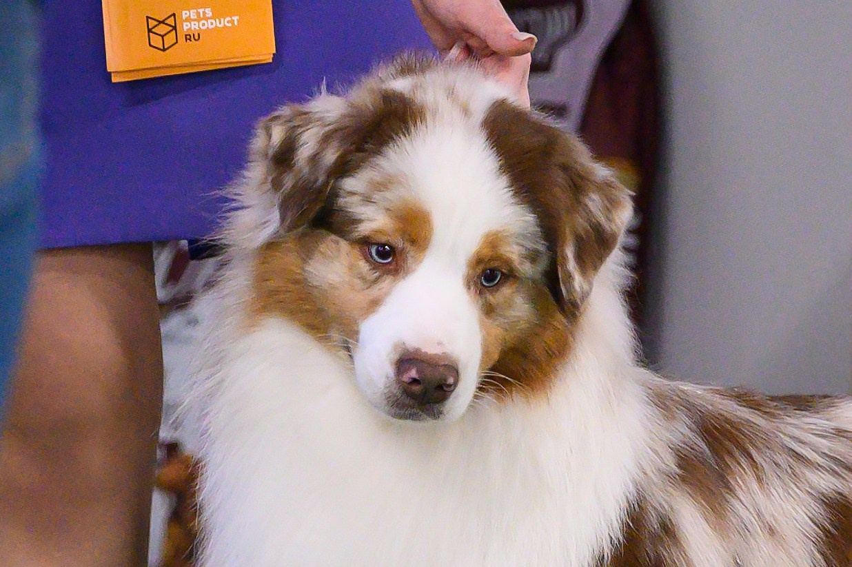 КОБЕЛИ. Питомник австралийских овчарок «APPLEDORE»