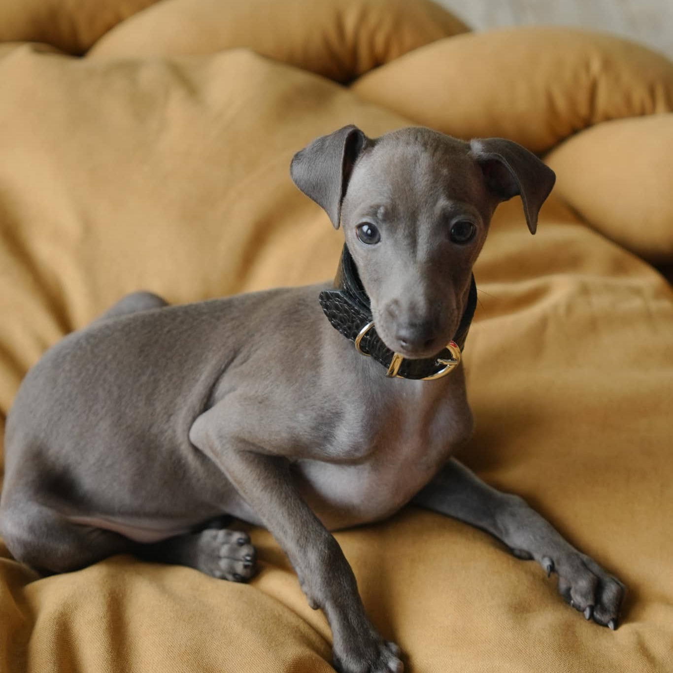 Проверенные зоотовары для левреток от питомника Asti Sapphire. Профессиональный питомник левреток РКФ/FCI ASTI SAPPHIRE 💎 Сочи|Санкт-Петербург