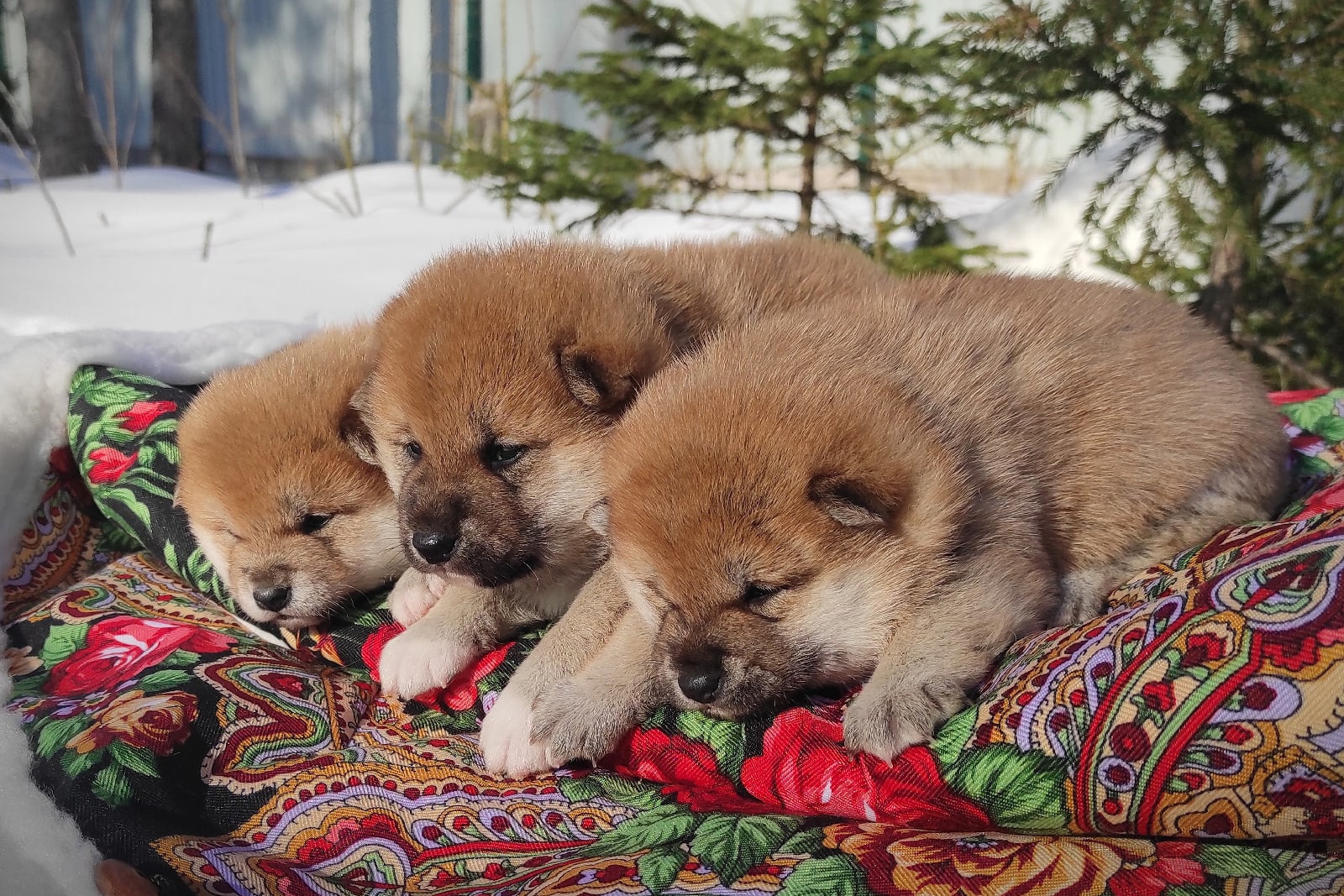 Питомник сиба Санкт-Петербург щенки сиба питомник Рубилайт Rubylight купить щенка