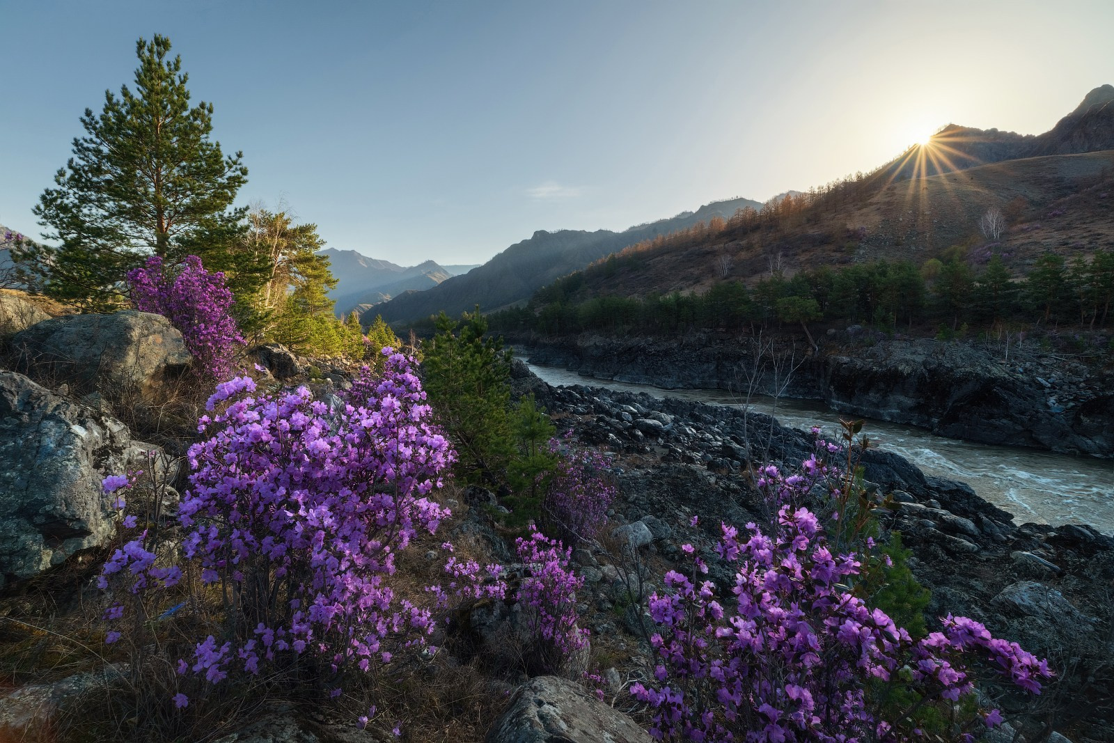 Цветущий апрель. Цветение маральника в Чемальском районе Республики Алтай на берегу р.Катунь, апрель 2024. Автор фото Алёна Рубан