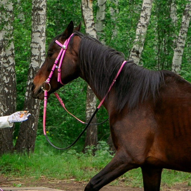 Жители «Анкор». Конные прогулки в клубе «Анкор» — Омск