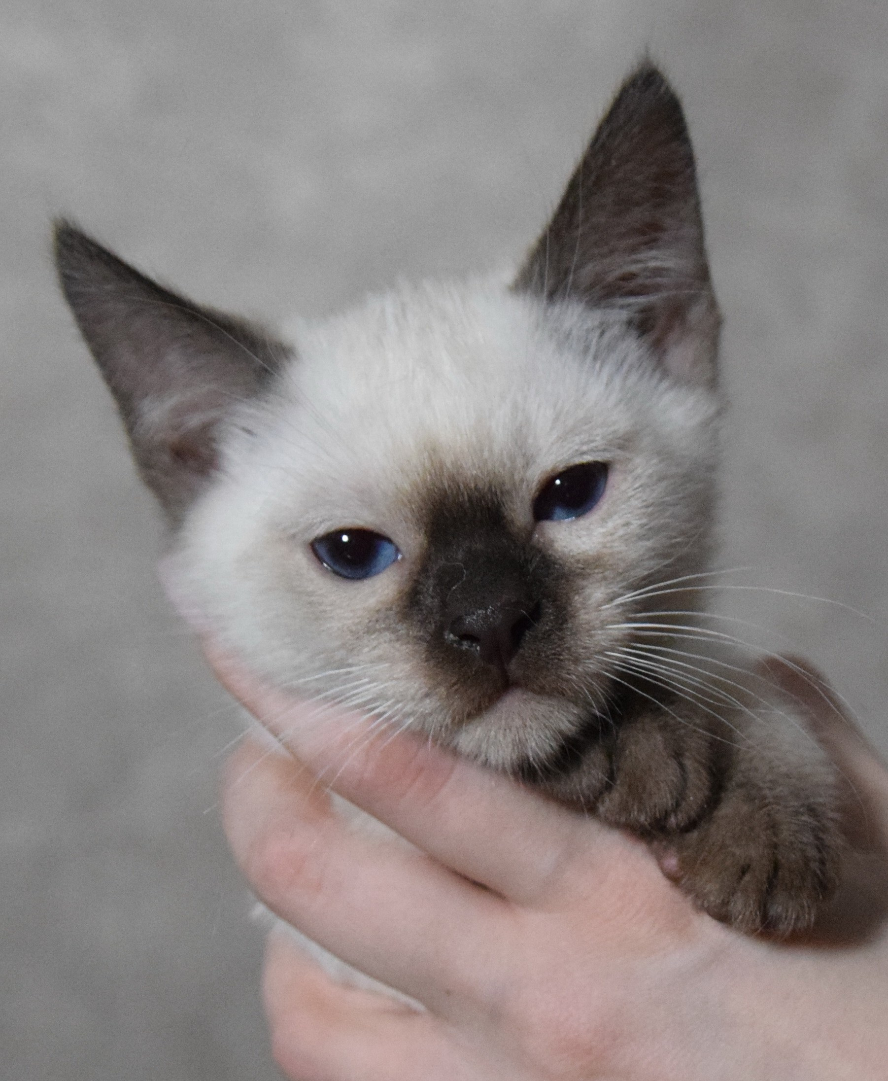 Котята. Питомник тайских кошек в Санкт-Петербурге Noyland