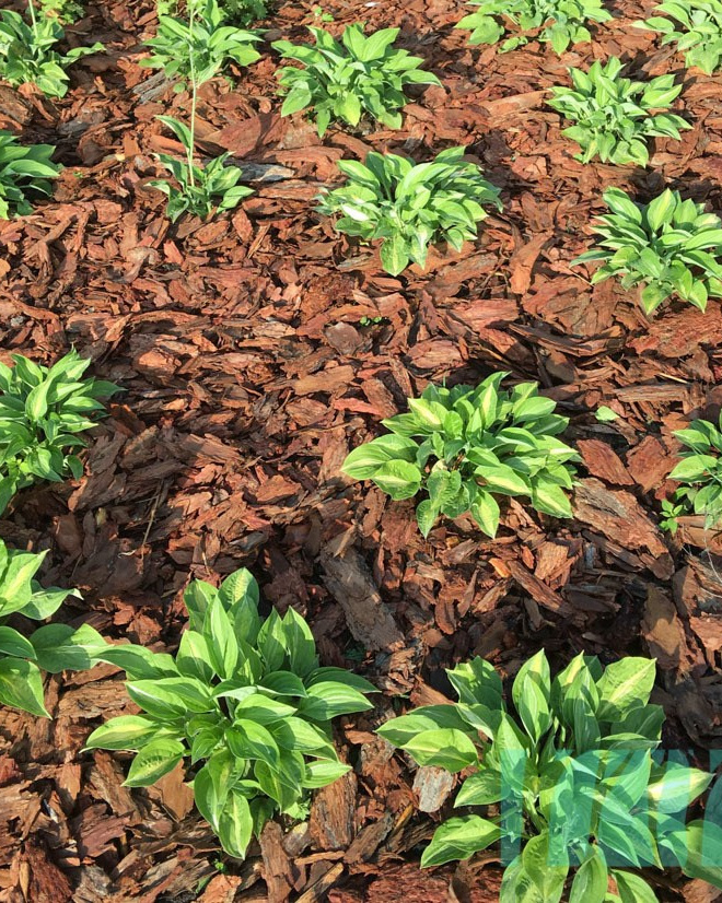 Услуги. Ландшафтный дизайнер в Екатеринбурге