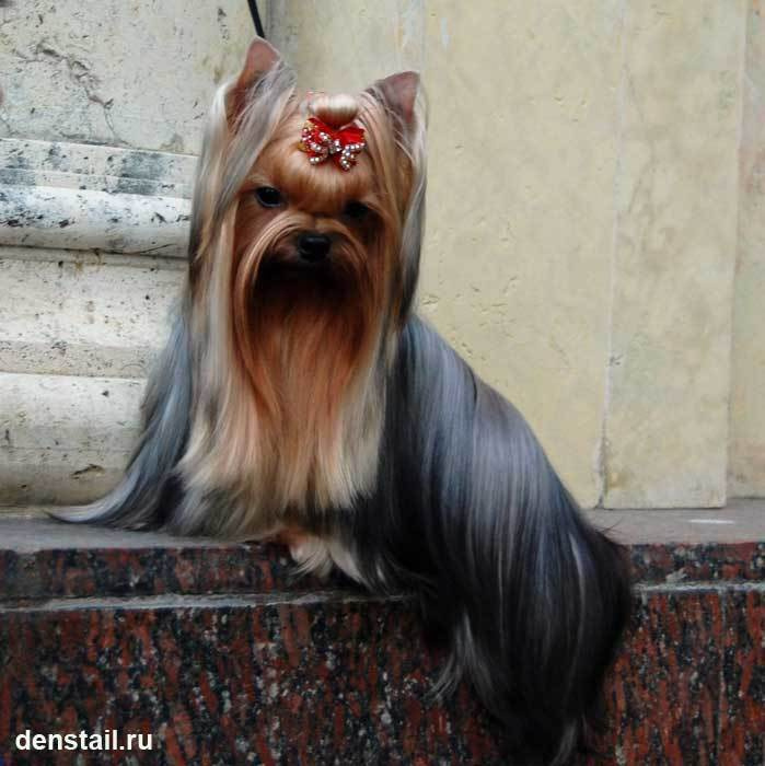 Be Inlove Silvery Wish. Питомник Йоркширских терьеров Дэнстайл в Санкт-Петербурге заводчик Тих