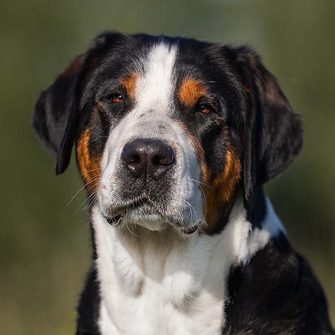 Бриошь с Крестового похода. Гросс - лучшая порода собак