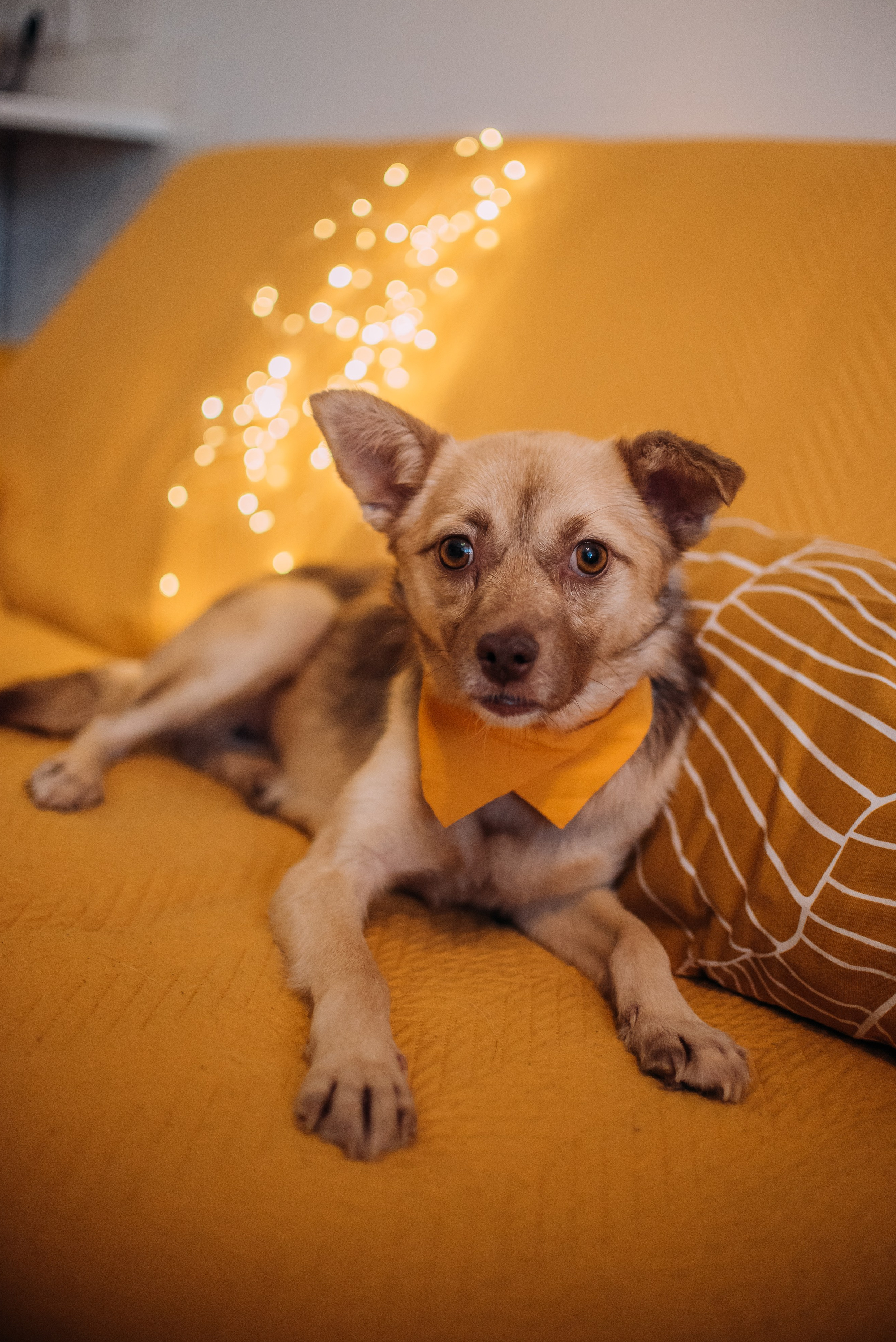 Животные на пристройство. Фотограф-анималист Валерия, Москва, Мытищи