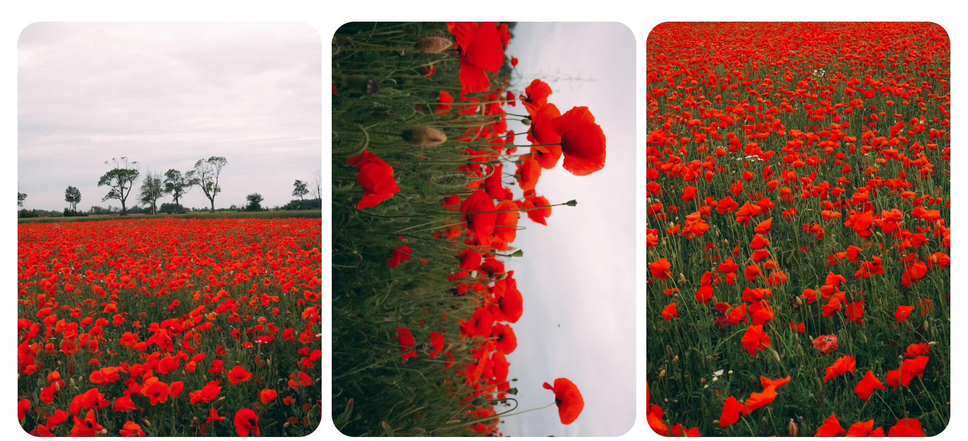 Калининград 2. Фотограф из Москвы — DASHA NOVA | Авторская фотография в разных жанрах