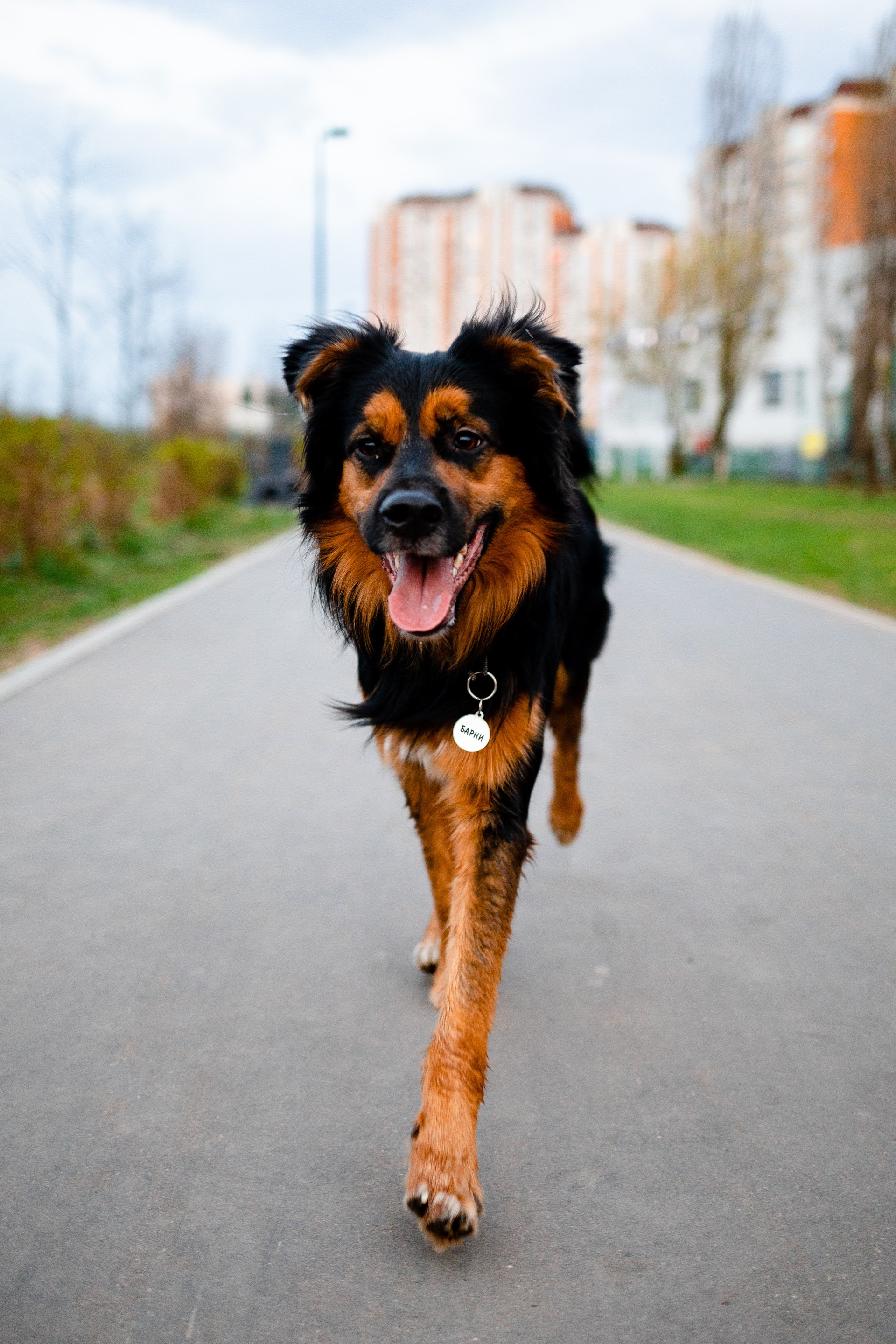 Фотопрогулки с животными, фотосъемки с животными в Москве и подмосковье